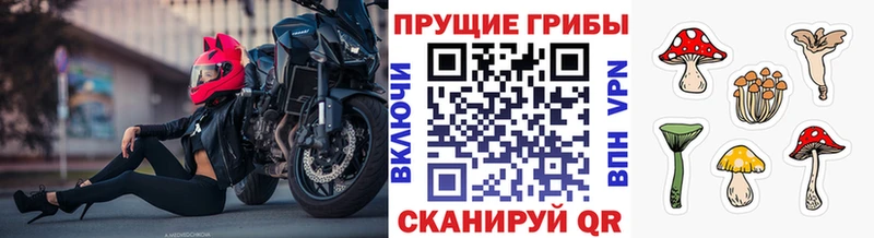 где купить наркоту Заозёрск Галлюциногенные грибы GOLDEN TEACHER